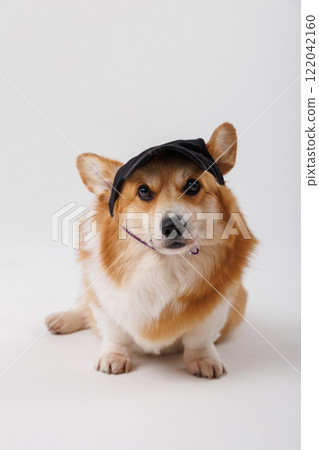 Corgi dog with black cap, sitting and looking curious with a playful expression Corgi dog with black cap, sitting and looking curious with a playful expression 122042160