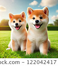 Cute Shiba Inu 122042417