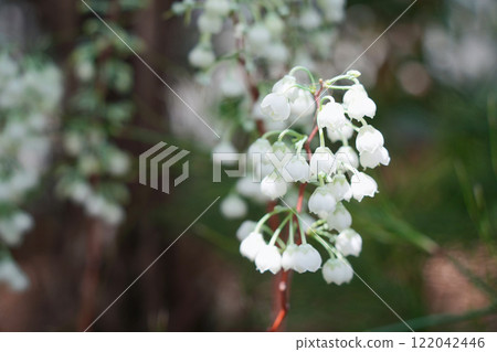 White lily of the valley 122042446