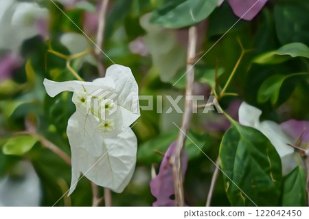 White bougainvillea flower 122042450
