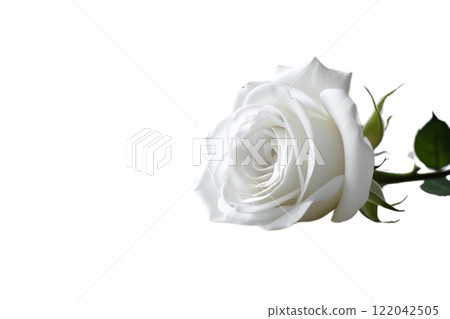 beautiful white rose on the white background 122042505