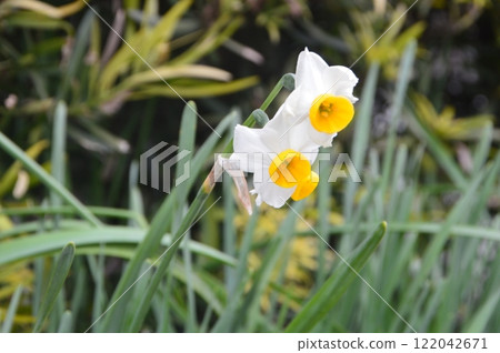 White daffodil flowers (Izumi Samurai Residences / Fumotocho, Izumi City, Kagoshima Prefecture) 122042671