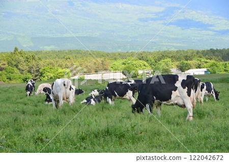 Herd of dairy cows (Asagiri Plateau/Fujinomiya City, Shizuoka Prefecture) 122042672