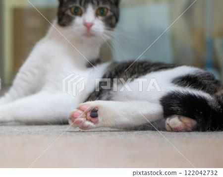 Cat paws　 122042732