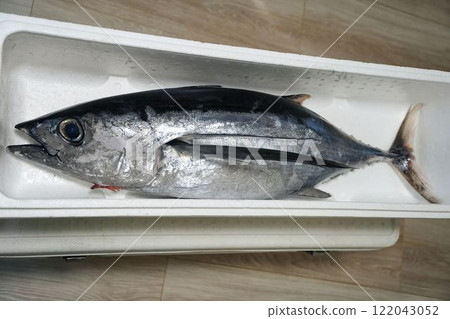 Extremely fresh albacore tuna Extremely fresh albacore tuna 122043052