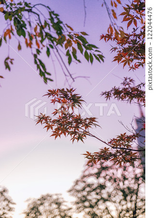 秋葉飄浮在紫色的天空中 122044476