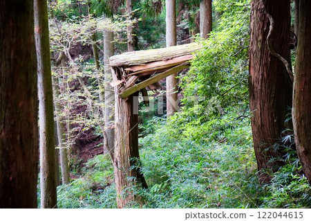 Fallen tree damage Fallen tree damage 122044615
