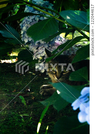 A cat resting in the shade of hydrangeas 122044617