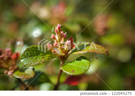 公主輪梅花蕾、水滴和蜘蛛,2024 年 4 月 26 日。花的語言是「愛的表白」、「純真」、「微風的安慰」。 公主輪梅花蕾、水滴和蜘蛛,2024 年 4 月 26 日。花的語言是「愛的表白」、「純真」、「微風的安慰」。 122045275