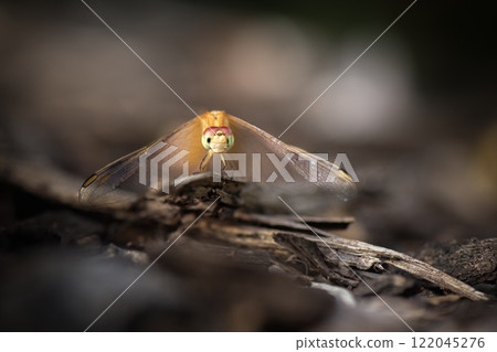 Dragonfly resting in the afternoon sun. 122045276
