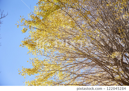 Autumn in Japan: Falling ginkgo leaves 122045284