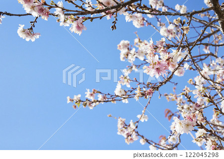 Flowers blooming in winter Blue sky Flowers blooming in winter Blue sky 122045298