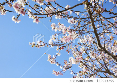 Flowers blooming in winter Blue sky Flowers blooming in winter Blue sky 122045299