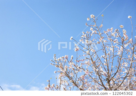 冬天盛開的花朵,藍天 冬天盛開的花朵,藍天 122045302