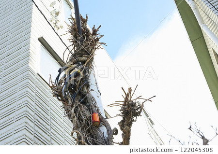 一棵與電線桿糾纏在一起的樹 122045308