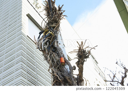 一棵與電線桿糾纏在一起的樹 122045309