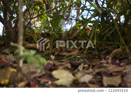 秋冬園藝庭園植物 秋冬園藝庭園植物 122045410