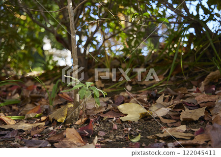 秋冬園藝庭園植物 秋冬園藝庭園植物 122045411