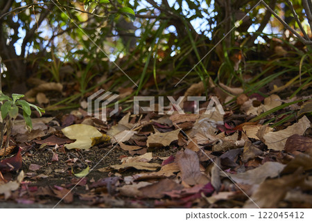 Autumn and Winter Gardening Garden Plants Autumn and Winter Gardening Garden Plants 122045412