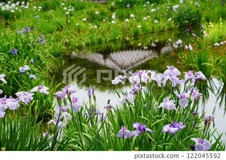 The irises blooming at the water's edge The irises blooming at the water's edge 122045592