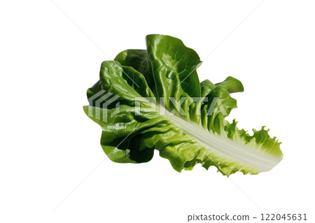floated Fresh salad green lettuce leaf isolate  on the white background 122045631