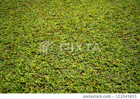 Aquatic plants covering the pond surface 122045655