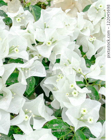 Bougainvillea blooming at the resort of Torreon, Mexico 122045698