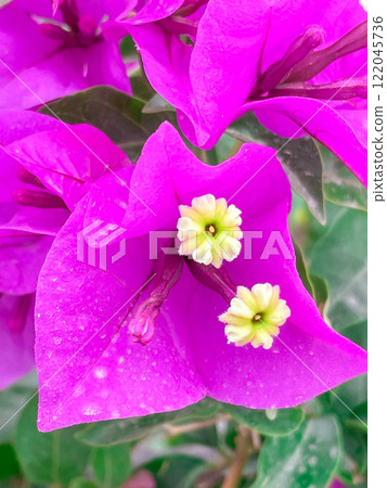 墨西哥托雷翁度假村盛開的九重葛 122045736