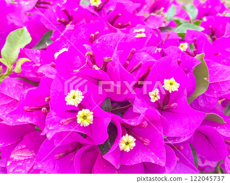 墨西哥托雷翁度假村盛開的九重葛 122045737