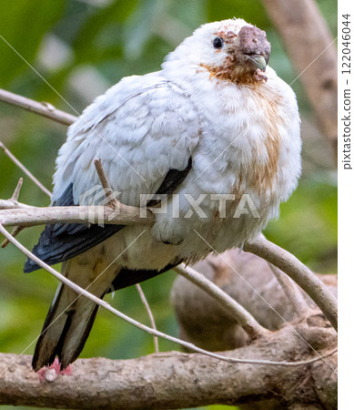 Pied imperial pigeon 122046044