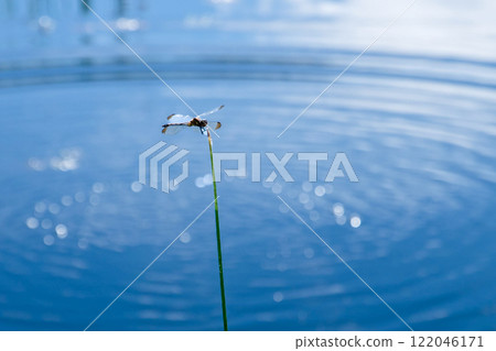 休息的蜻蜓 休息的蜻蜓 122046171
