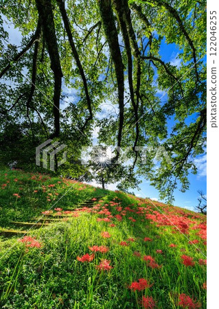 Higanki flower landscape Higanki flower landscape 122046255