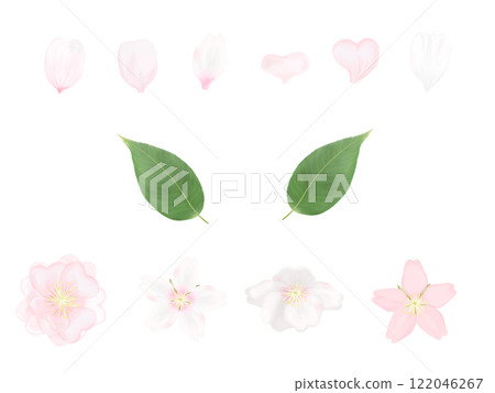 Set illustration of cherry blossoms, petals and leaves 122046267
