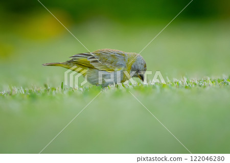 Gray and yellow female Saffron finch is foraging on the grass. 122046280