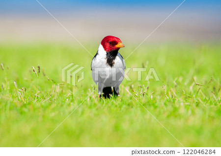 Yellow-billed cardinal is standing alerted in green grass. 122046284