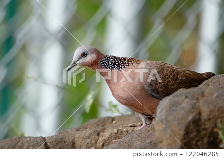 Spotted dove is looking alerted in the garden rocks in summer. Spotted dove is looking alerted in the garden rocks in summer. 122046285