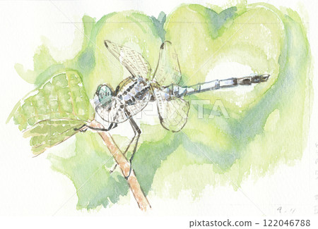 A male white-tailed skimmer resting on a branch in summer 122046788