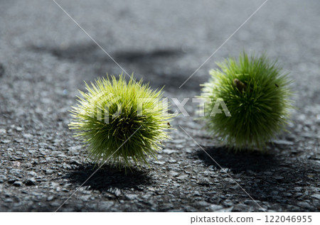 Chestnuts that fell on the road Chestnuts that fell on the road 122046955