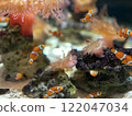 Sea anemones and a school of clownfish 122047034