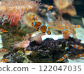 Sea anemones and a school of clownfish 122047035