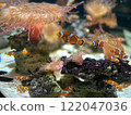 Sea anemones and a school of clownfish 122047036