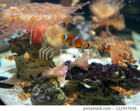 Sea anemones and a school of clownfish Sea anemones and a school of clownfish 122047036