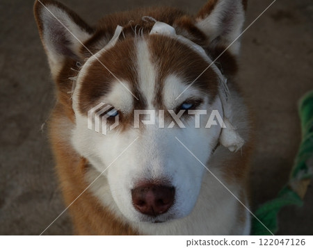 A sad and cute face of an injured Siberian Husky being treated with bandages and plaster, Dog is treated when it is sick, Brown puppy resting A sad and cute face of an injured Siberian Husky being treated with bandages and plaster, Dog is treated when it is sick, Brown puppy resting 122047126