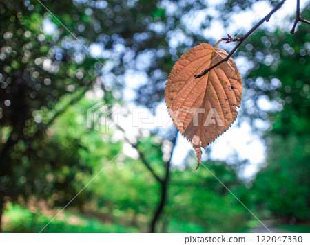 A single leaf that turned red 122047330