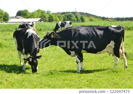 Herd of Holsteins (Asagiri Plateau/Fujinomiya City, Shizuoka Prefecture) Herd of Holsteins (Asagiri Plateau/Fujinomiya City, Shizuoka Prefecture) 122047475