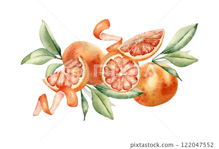 Grapefruits whole and slice, foliage and citrus peel twist watercolor illustration isolated background. Juicy summer composition hand drawn with sliced red orange ripe, leaves for packaging, label. Grapefruits whole and slice, foliage and citrus peel twist watercolor illustration isolated background. Juicy summer composition hand drawn with sliced red orange ripe, leaves for packaging, label. 122047552
