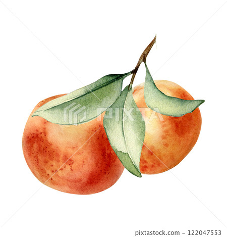 Grapefruit cluster on leafy sprig watercolor illustration isolated on white. Whole orange and leaves hand drawn. Ripe Citrus fruits painted botanical style for design packaging, juice label, aroma oil Grapefruit cluster on leafy sprig watercolor illustration isolated on white. Whole orange and leaves hand drawn. Ripe Citrus fruits painted botanical style for design packaging, juice label, aroma oil 122047553