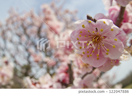 Pink plum blossoms are in bloom in the plum garden. 122047886