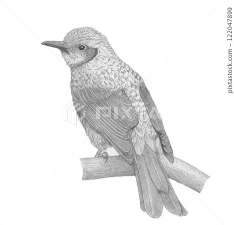Brown-eared bulbul_pencil drawing 122047899