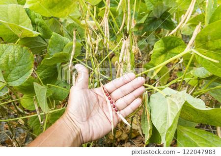 Close-up of a farmer holding split red bean pods with an adzuki crop farmland background. 122047983